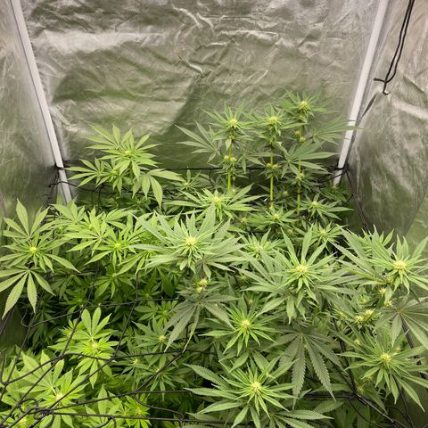 Blueberry 20g  growlog timeline photo