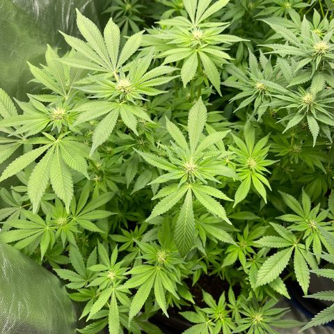 Blueberry 20g  growlog timeline photo
