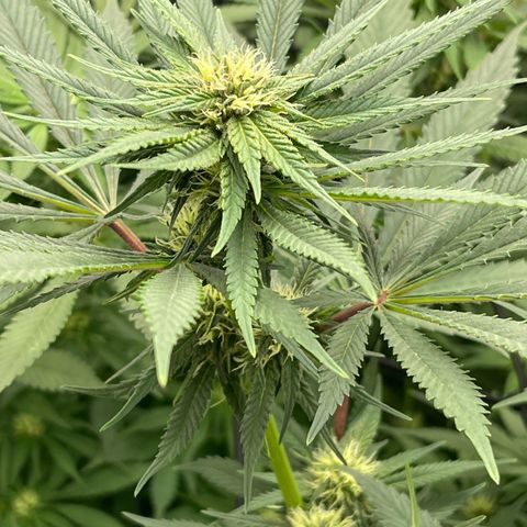 Blueberry 20g  growlog timeline photo