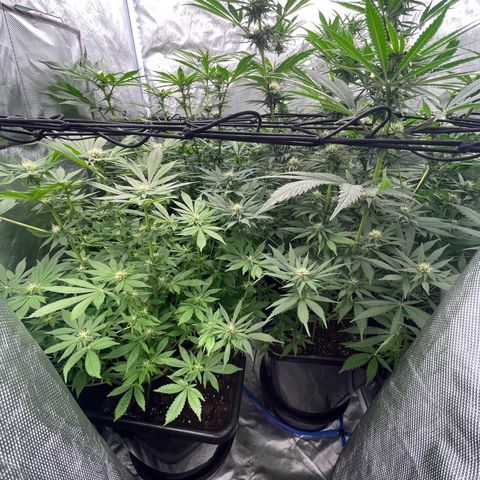 Blueberry 20g  growlog timeline photo