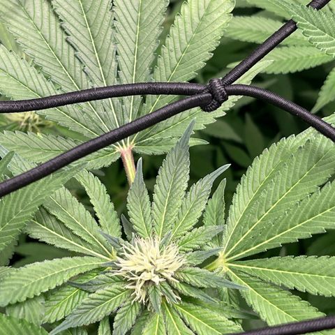 Blueberry 20g  growlog timeline photo