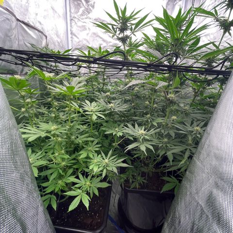 Blueberry 20g  growlog timeline photo