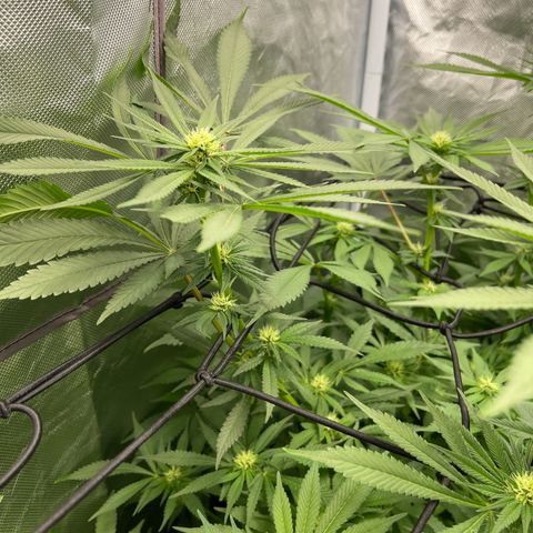 Blueberry 20g  growlog timeline photo