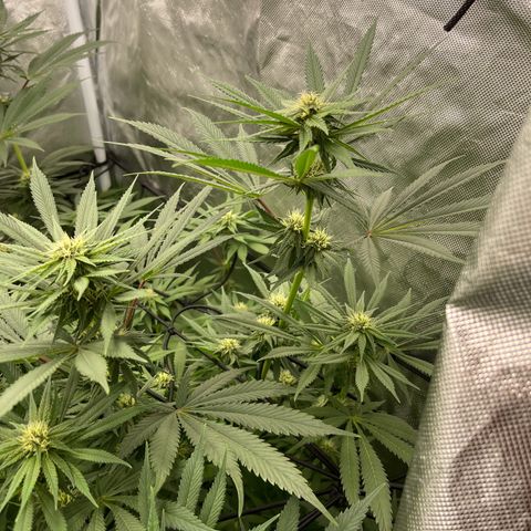 Blueberry 20g  growlog timeline photo