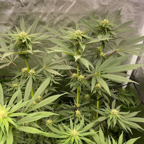 Blueberry 20g  growlog timeline photo