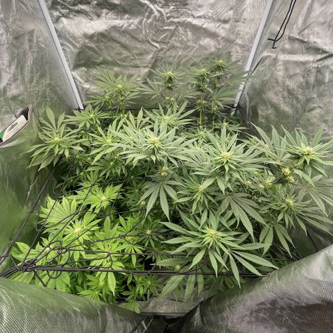 Blueberry 20g  growlog timeline photo