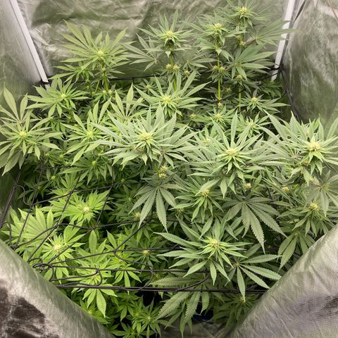 Blueberry 20g  growlog timeline photo