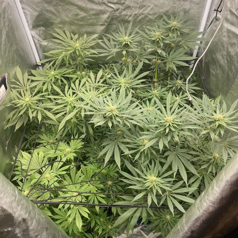 Blueberry 20g  growlog timeline photo
