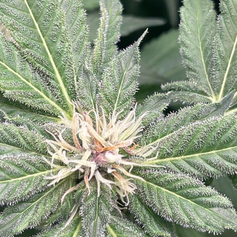 Blueberry 20g  growlog timeline photo