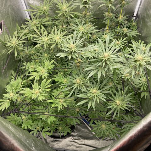 Blueberry 20g  growlog timeline photo
