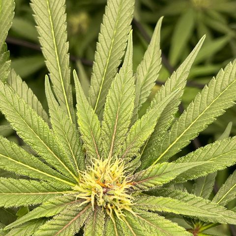 Blueberry 20g  growlog timeline photo