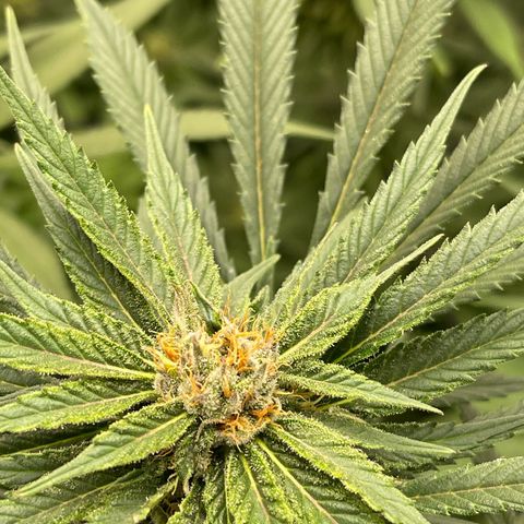Blueberry 20g  growlog timeline photo