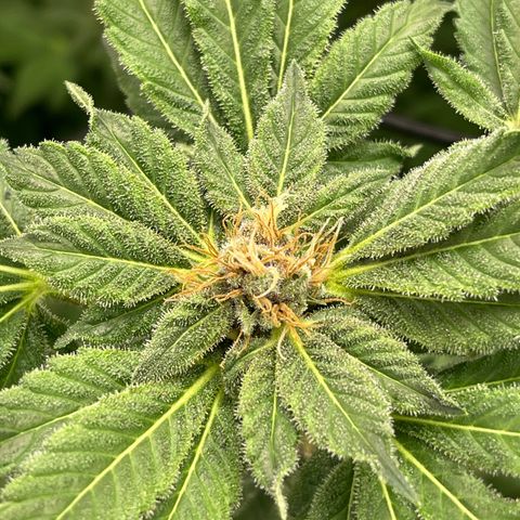 Blueberry 20g  growlog timeline photo