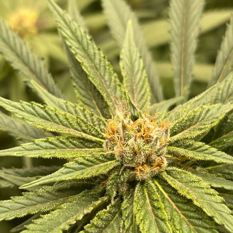 Blueberry 20g  growlog timeline photo