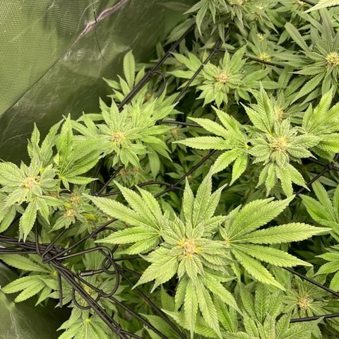 Blueberry 20g  growlog timeline photo