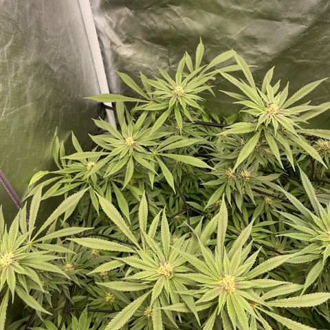 Blueberry 20g  growlog timeline photo