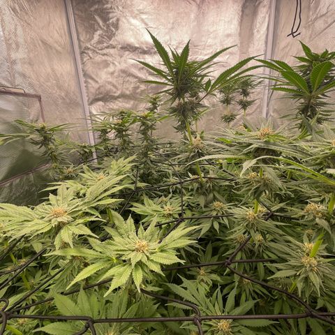 Blueberry 20g  growlog timeline photo
