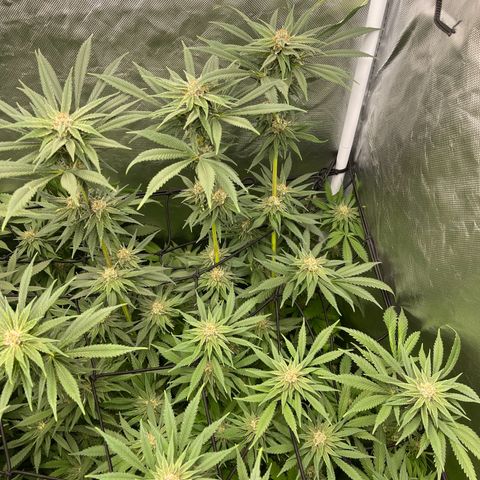 Blueberry 20g  growlog timeline photo