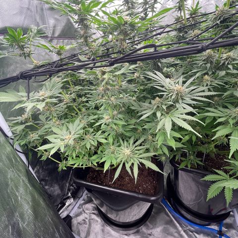 Blueberry 20g  growlog timeline photo