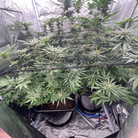 Blueberry 20g  growlog timeline photo