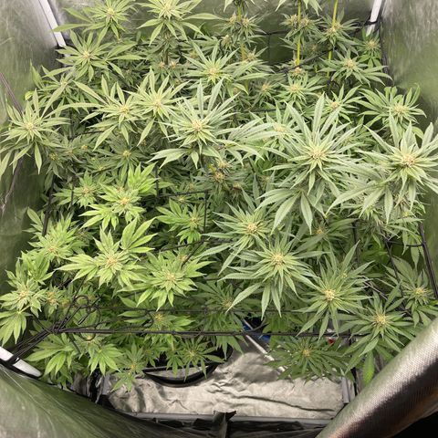 Blueberry 20g  growlog timeline photo