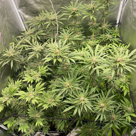 Blueberry 20g  growlog timeline photo