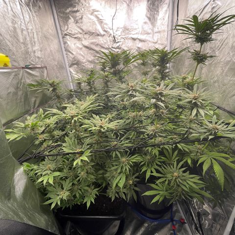 Blueberry 20g  growlog timeline photo