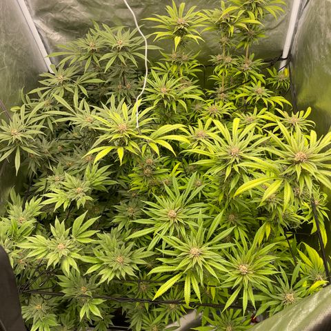 Blueberry 20g  growlog timeline photo
