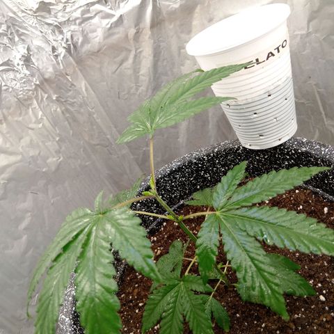 ZOAP growlog timeline photo
