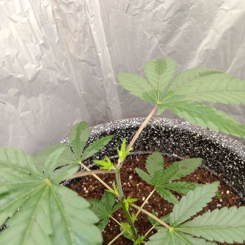 ZOAP growlog photo: Nuevos brotes 😁