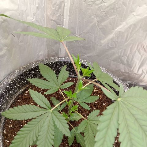 ZOAP growlog timeline photo