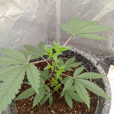 ZOAP growlog timeline photo