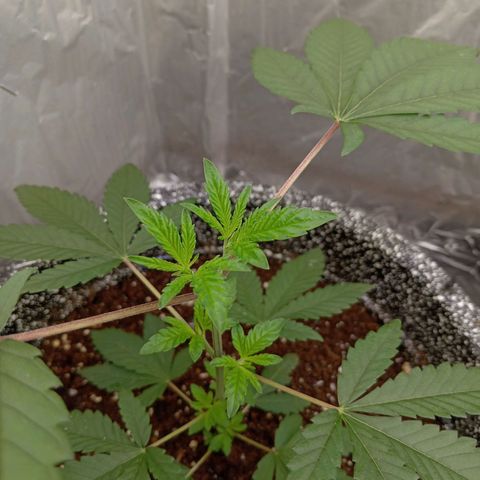 ZOAP growlog timeline photo