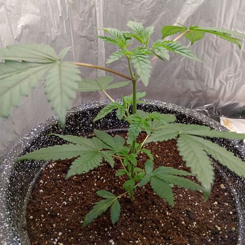 ZOAP growlog timeline photo