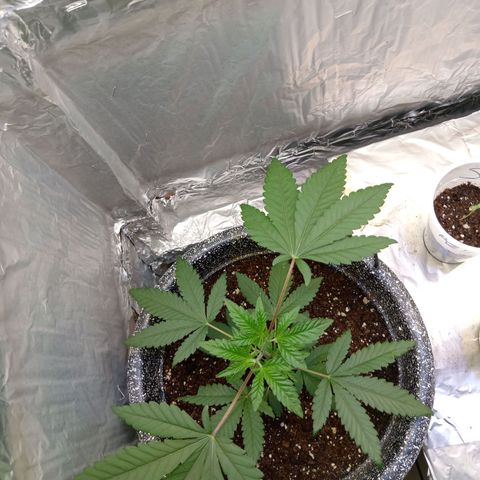 ZOAP growlog timeline photo