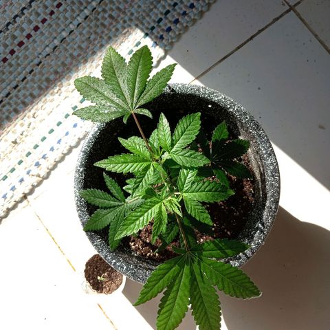 ZOAP growlog timeline photo