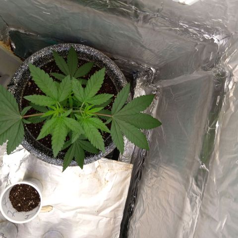 ZOAP growlog timeline photo