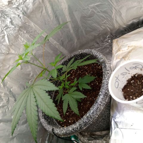 ZOAP growlog timeline photo