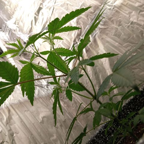 ZOAP growlog timeline photo