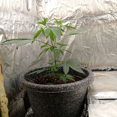 ZOAP growlog timeline photo