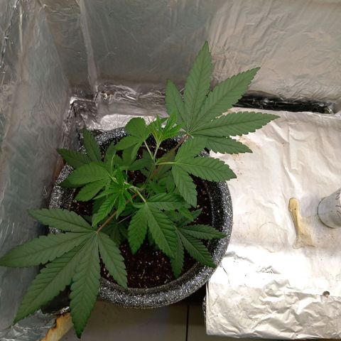 ZOAP growlog timeline photo