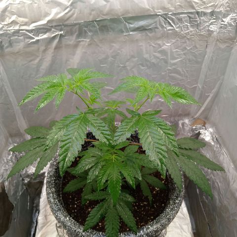 ZOAP growlog timeline photo