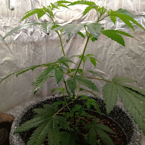 ZOAP growlog timeline photo