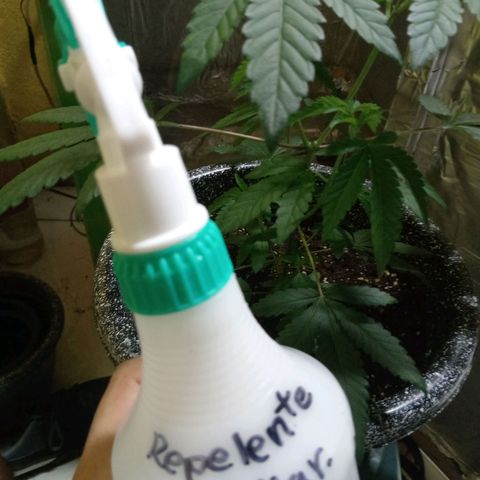 ZOAP growlog photo: Repelente 