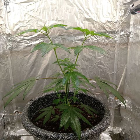 ZOAP growlog timeline photo
