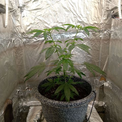 ZOAP growlog timeline photo
