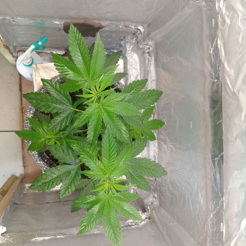 ZOAP growlog timeline photo