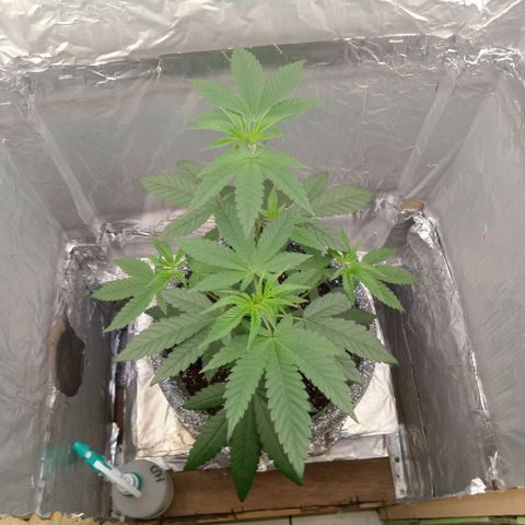 ZOAP growlog timeline photo