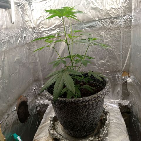 ZOAP growlog timeline photo