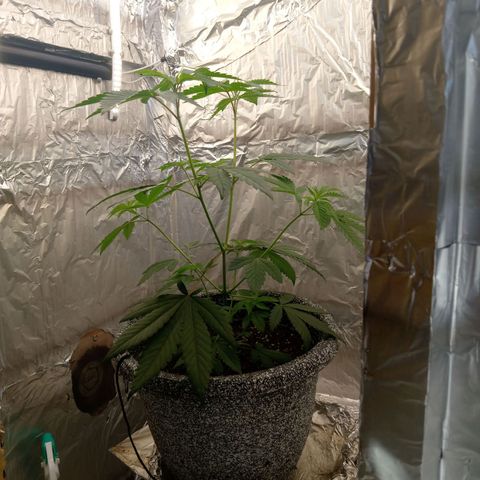 ZOAP growlog timeline photo